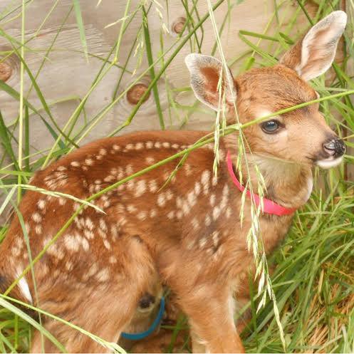 A fawn at Wolf Hollow.