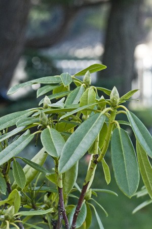 Rhododendrons