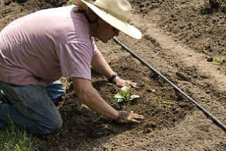 A worker at Maple Rock Farm kneels to plant seedlings.