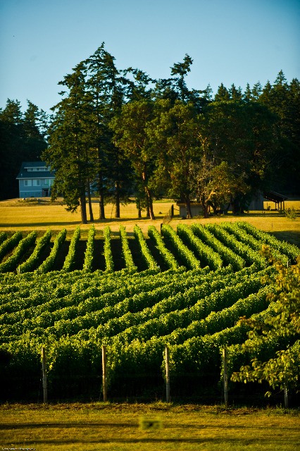 The fourth annual Great Island Grown Festival is a three island