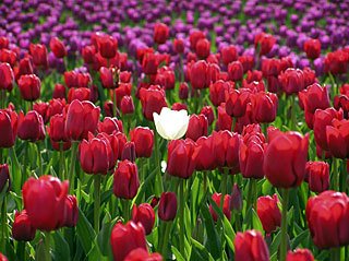 An image of the tulip fields of the Skagit Valley by photographer Michael Gerard Mele.