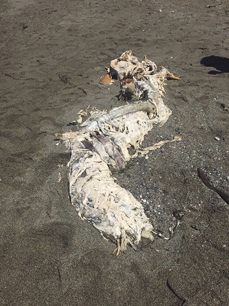 Some kind of skeleton washed up near Camp Orkila yesterday.