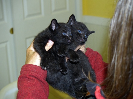 Some of the new kittens at APS.