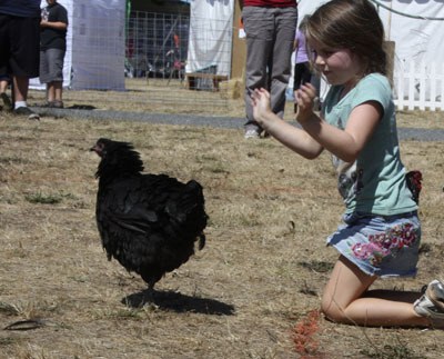 2012 Fair Chicken Race