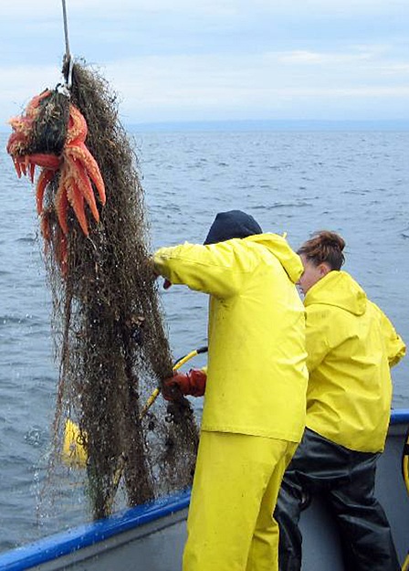 A starfish caught in a derelict fishing net.