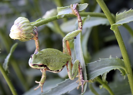 A local tree frog showing off.