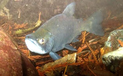 An underwater look at a kokanee salmon. Kokanee are basically sockeye salmon