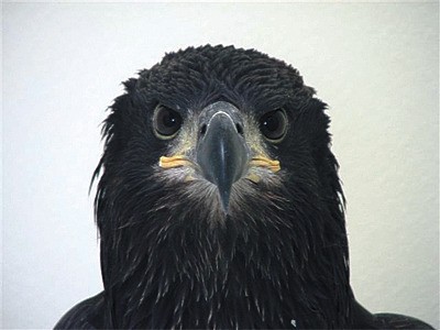 A juvenile bald eagle