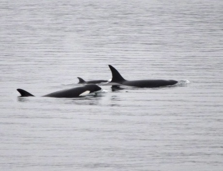 A group of transient orcas.