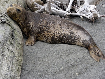 “Lopez Elephant Seal