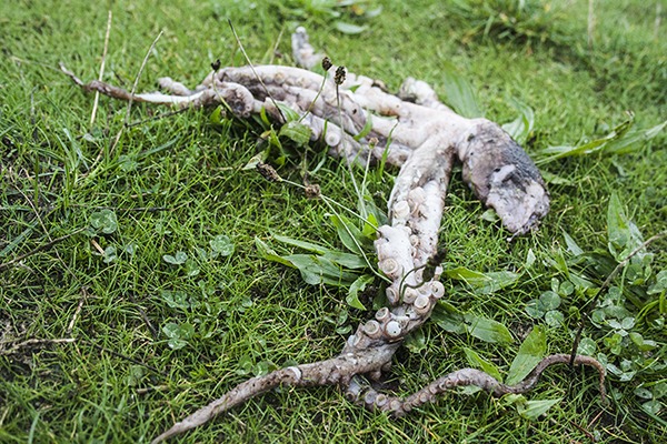 An octopus found at Orcas Island School