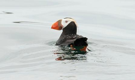 A tufted puffin