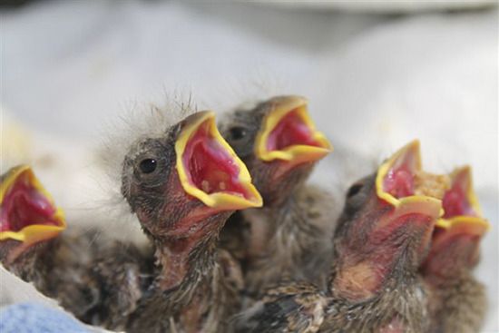 Finch nestlings