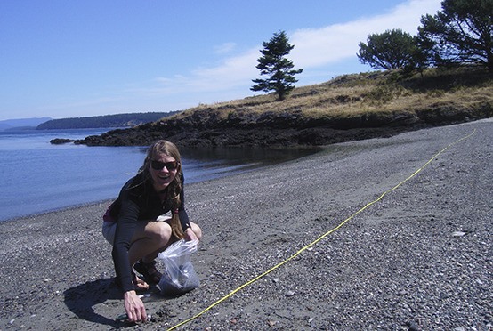 A volunteer surveys a local beach for forage fish eggs.