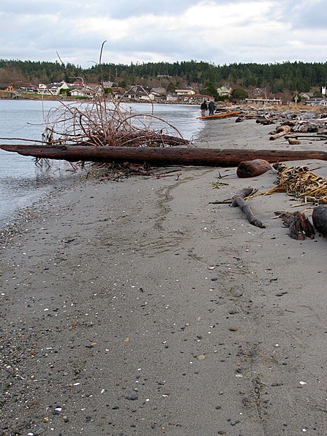 An old log at Spencer Spit park.