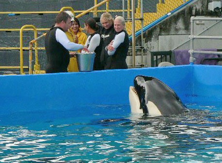 Lolita awaits a reward following a performance at Seaquarium in Miami