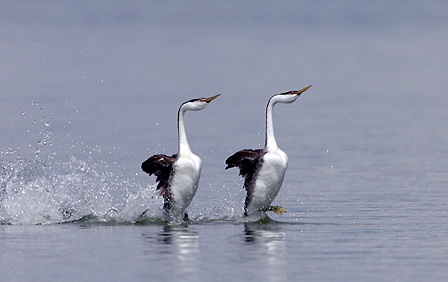 The Western Grebe.