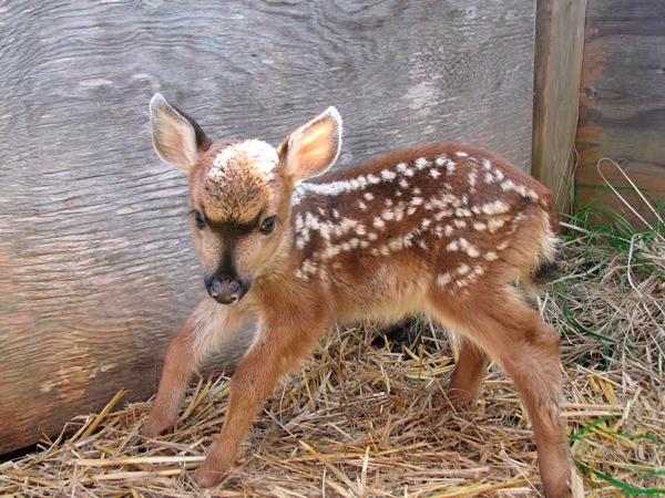 Wolf Hollow warns to not feed baby animals.