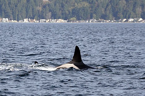 Orca J8 (Speiden) was photographed in Admiralty Inlet on Nov. 4