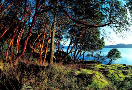 February 17 marks the 20th anniversary of saving Madrona Point from major development.