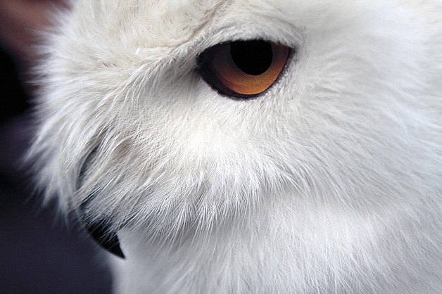 Are snowy owls coming to the San Juan Islands? | Islands' Sounder