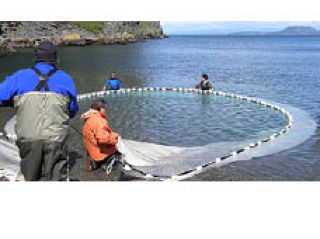 Lopez volunteers set an 80-foot seine at Watmough Bight.