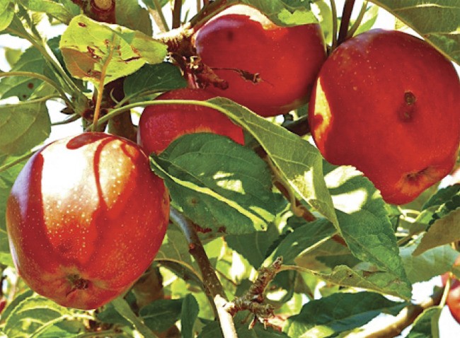 Food Masters presents “Reclaiming Old Orchards” with pruning and other practices for revitalizing our old island fruit trees with Joe Bullock