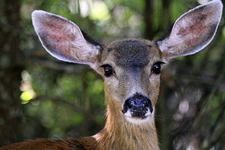 Some of Washington's most popular hunting seasons will get under way Oct. 15