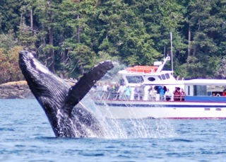 Humpback finishing his/her breach