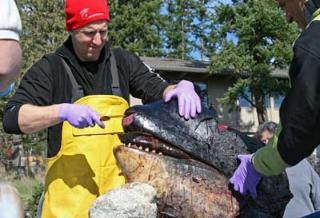 Dr. Joe Gaydos of SeaDoc Society continues in the search for clues of a killer whale's death by removing tissue surrounding the skull of L112