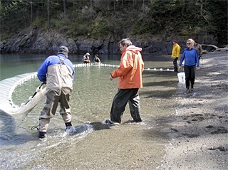 Beach seining being done by volunteers with Kwiaht's Russel Barsh (in the orange slicker).