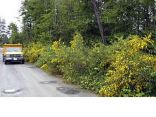 Tansy ragwort infestation before and after noxious weed coordinator consultation. Left