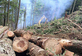 Logging operations such as the one pictured above require county permits.