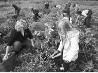 Islanders of all ages  share in the harvest