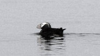 Tufted puffins  on Northwest marine waters.