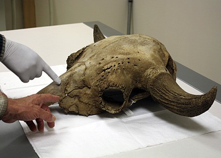 A replica of the bison skull (above) is on display at the museum.