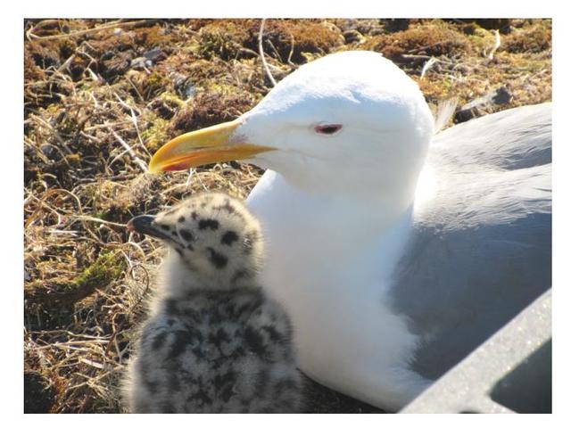 Russel Barsh photoA mother Glaucous gull with her chick.