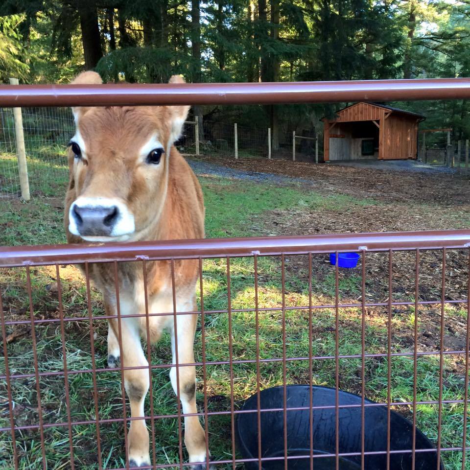 Apply now to be participate in the Orcas Island Farm Tours