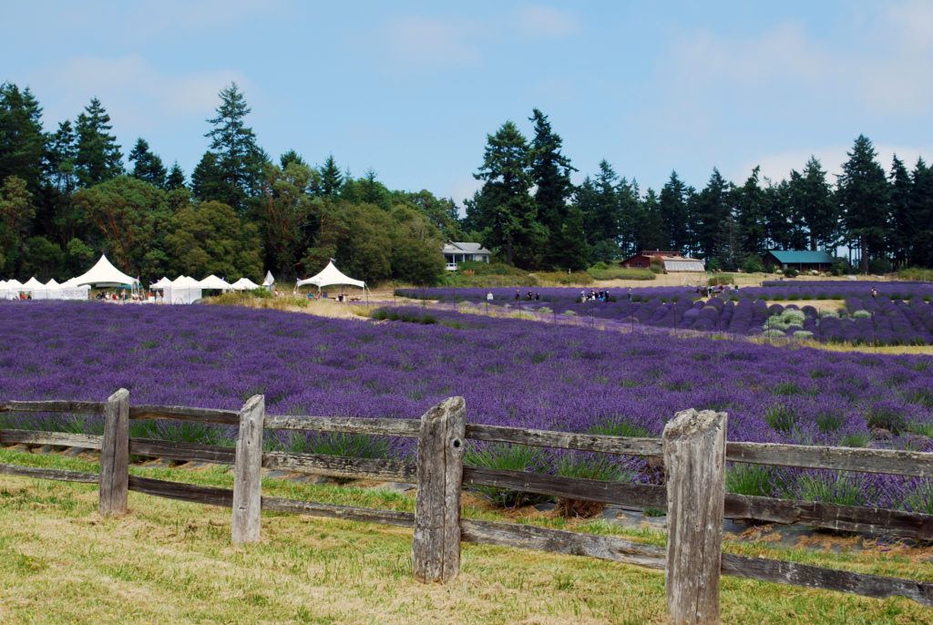 15th annual San Juan Island Lavender Festival Pelindaba Lavender Farm ...