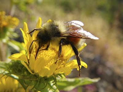 How do cellphones affect bees?