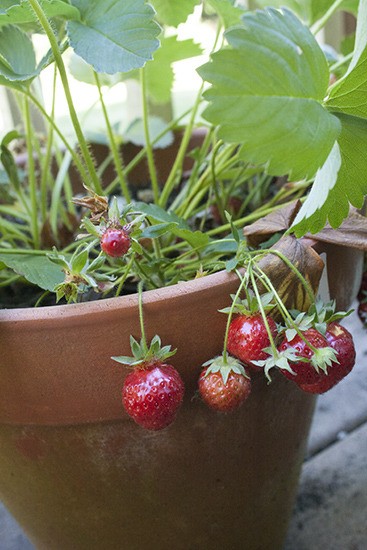 Strawberries in a container garden.