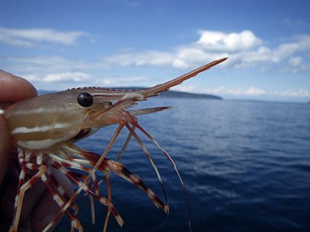 ‘Life of the spot prawn’ will be presented on Dec. 7 at Camp Orkila.