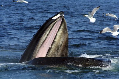 Feeding humpback whale in Stellwagen Bank National Marine Sanctuary.