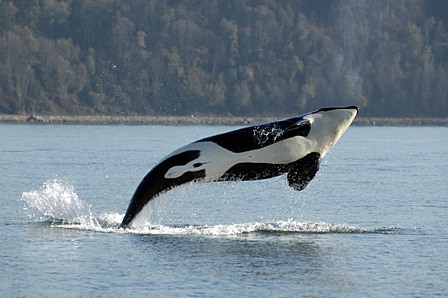 An orca whale gets some air.