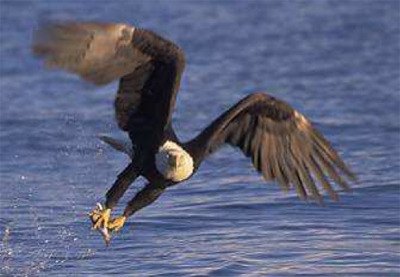 A bald eagle catching a fish with his talons.