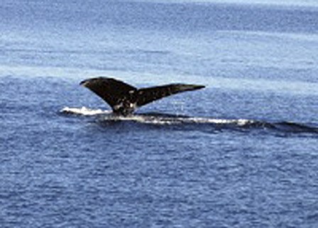 Humpback whales are the focus of an upcoming lecture.