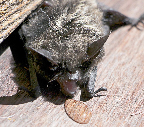 Baby bat on Colleen Armstrong's deck