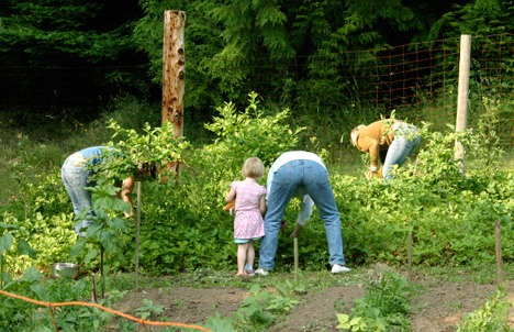 Islanders harvesting in a local strawberry and blueberry patch.