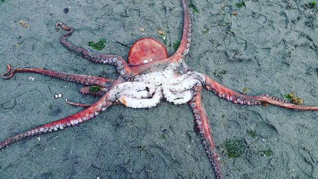 Giant octopus washes ashore in Eastsound | Islands' Sounder