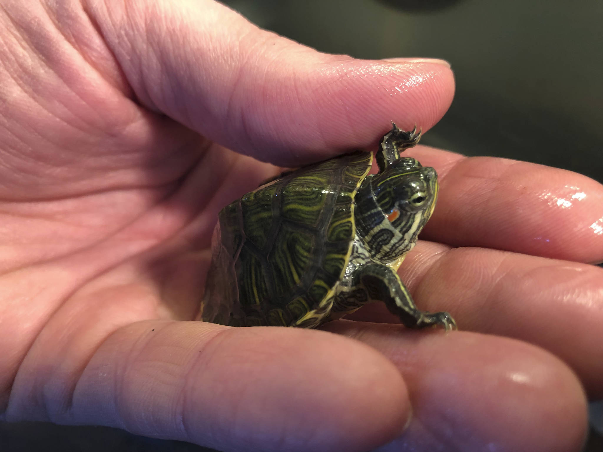 Reptile Zoo At Camp Orkila Islands Sounder